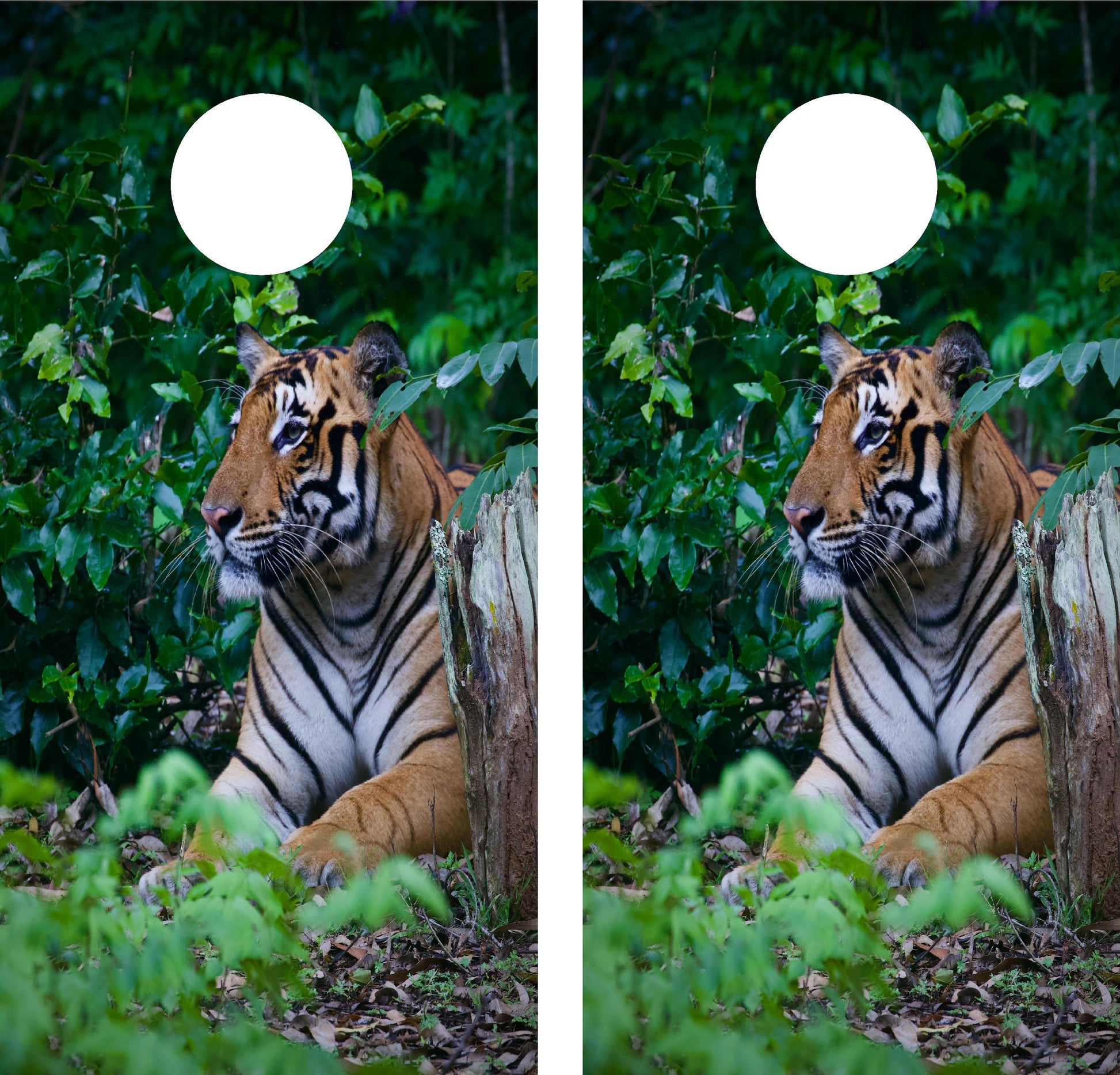 Tiger Cornhole Wraps